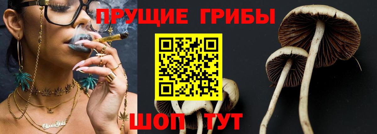 Псилоцибиновые грибы Psilocybe Горно-Алтайск